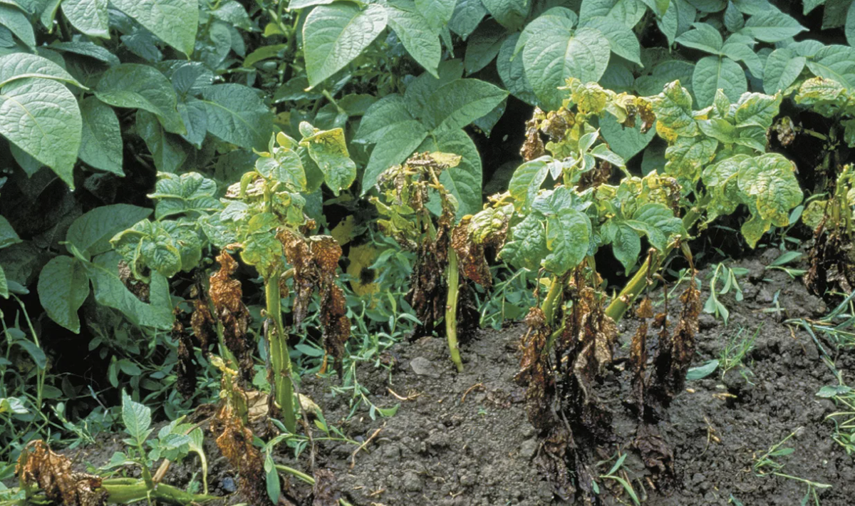 Данный метод — скорее профилактический. Он эффективен, когда фитофтора ещё не успела сильно распространиться. 