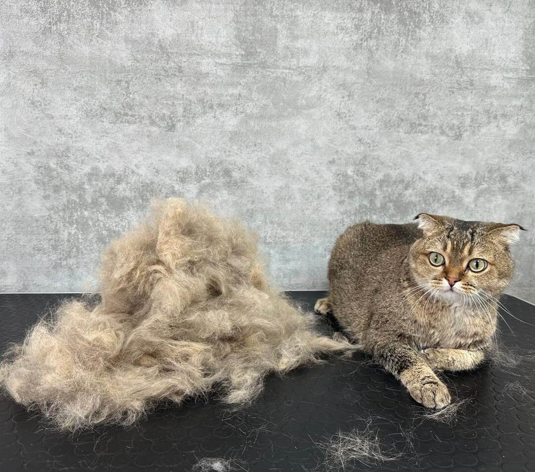 Экспресс линька кошки в зоосалоне Грумик