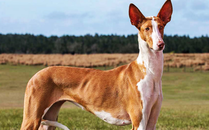 Всё равно я докажу, что я компаньон!