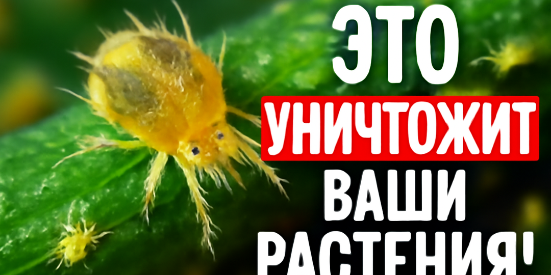 🔥 Этот раствор (1 стакан) заставит паутинного клеща исчезнуть навсегда. Самая приятная обработка из всех!