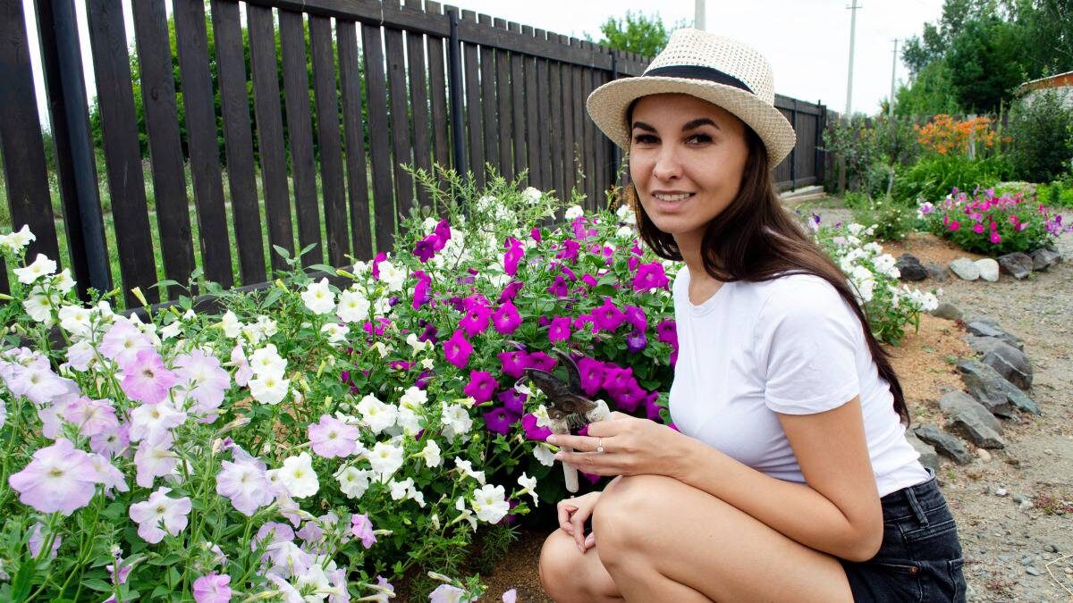    Чтобы петуния цвела до морозов, почаще обрывайте отцветшие соцветия и проведите омолаживщую обрезку / Фото: Shutterstock