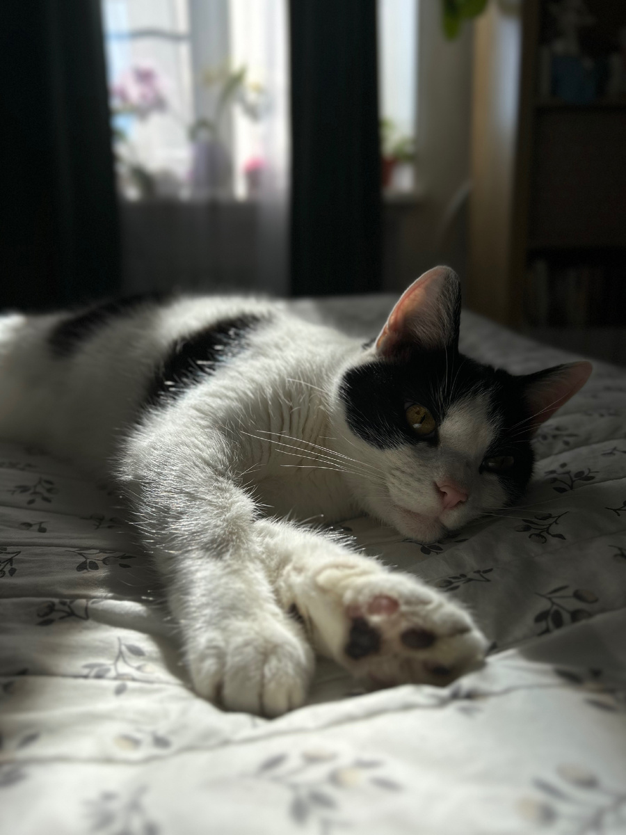 Томас нашел место под солнцем 