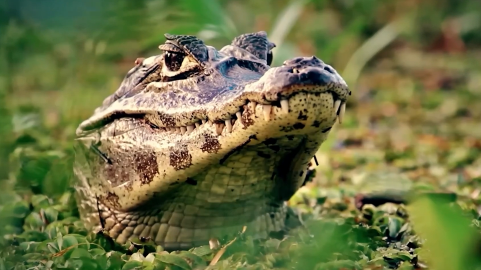 Фото: © Кадр из программы Невероятно интересные истории", РЕН ТВ