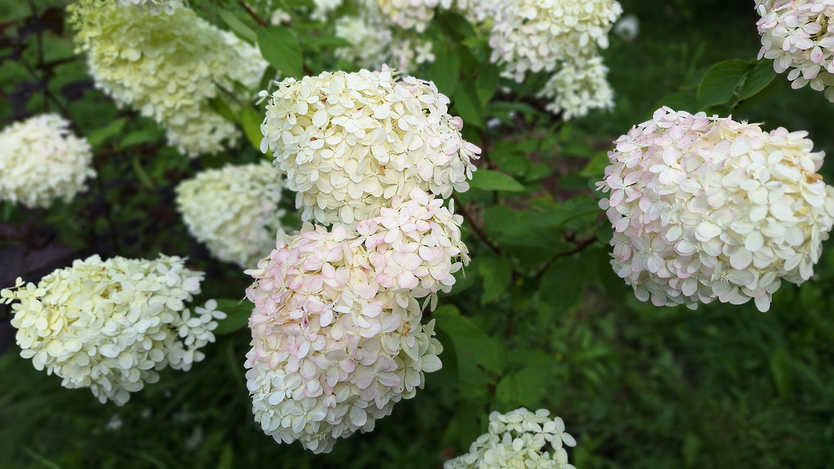 Фото автора. Гортензия на даче в пасмурную погоду