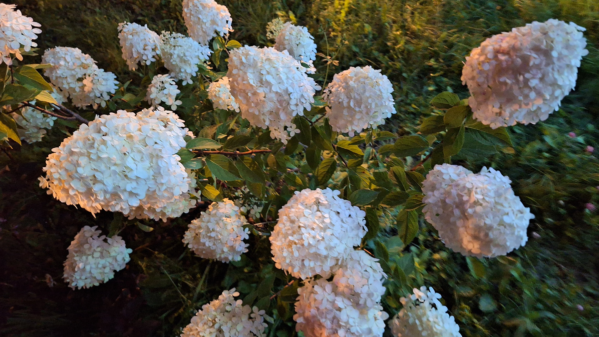 Фото автора. Гортензия в вечернее время