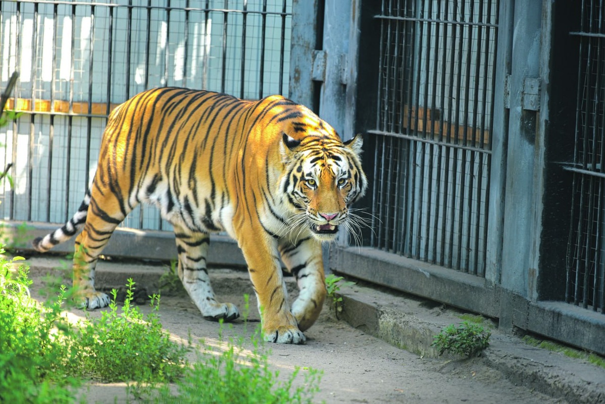     Фото: Виталий ГАРКУША
