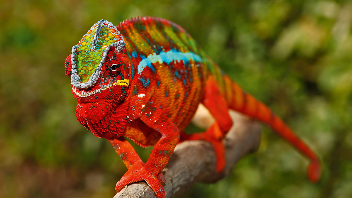  Мадагаскарский хамелеон