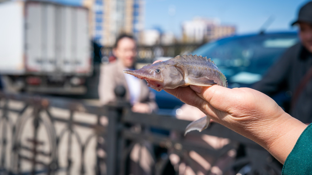    В реки Югры выпустили свыше 200 тысяч мальков краснокнижного сибирского осетра