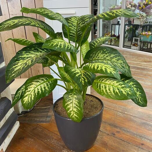 Диффенбахия в гостиной: красота, которая может лишить дара речи. 