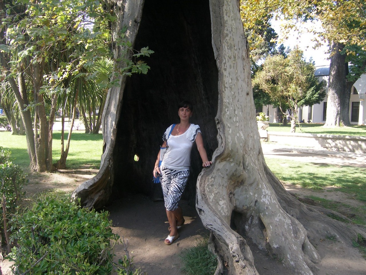 Кого только это дерево во дворе Топкапы не виделою