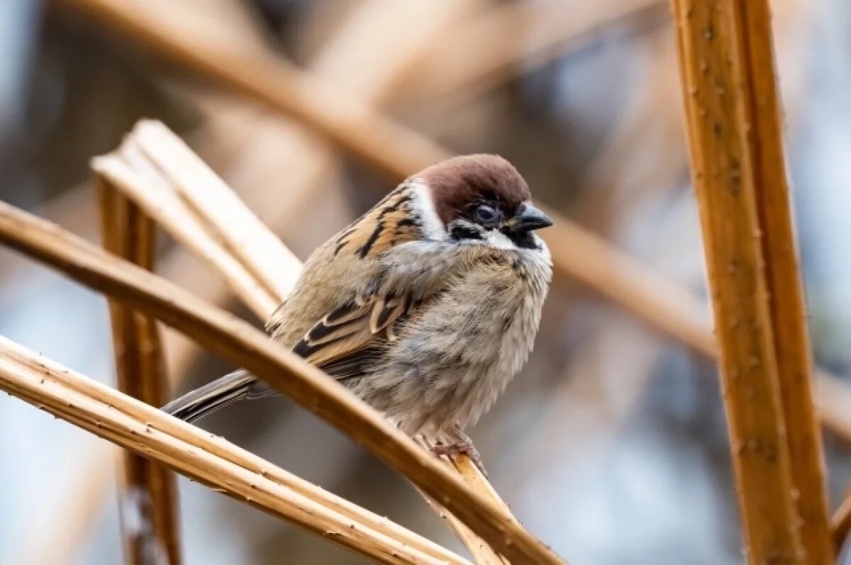    Стартовала Всероссийская перепись воробьев