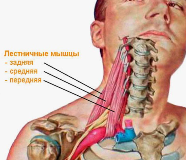 Шейно-воротониковая зона. Часть 2 - посмотрим, что ещё можно сделать