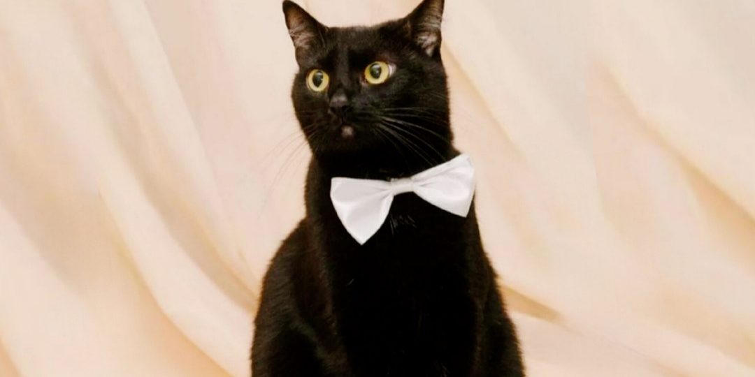 Хорошие коты на дороге не валяются: 9 признаков идеального питомца