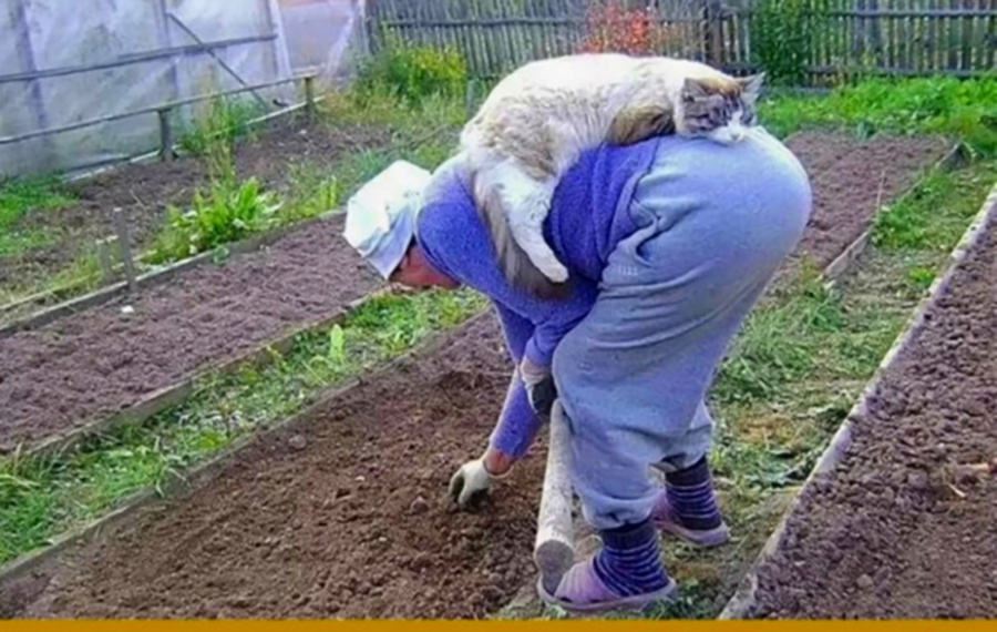 Котик помогает