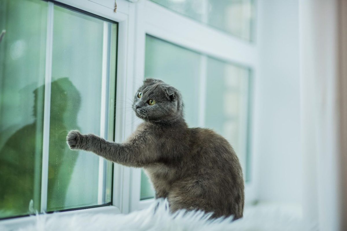 Постучись в мою дверь...