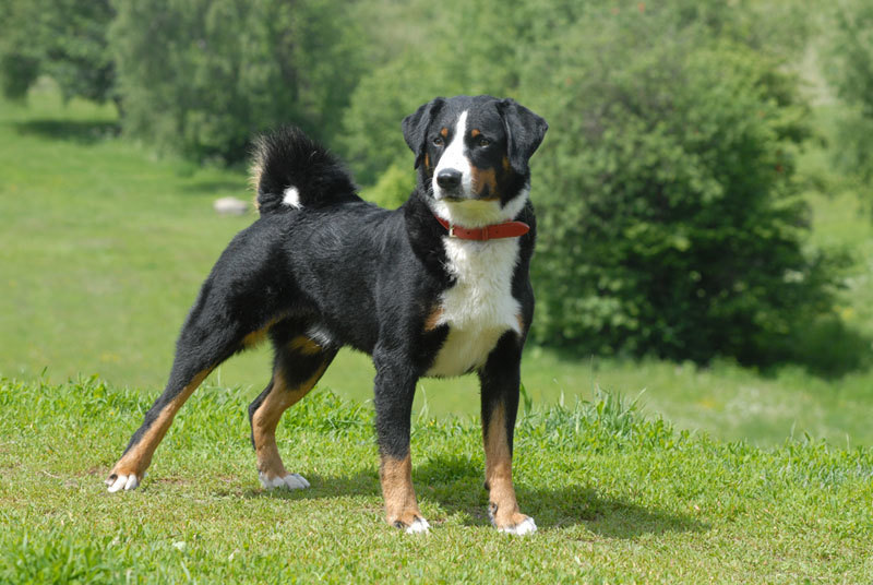 Маленький, но непобедимый!