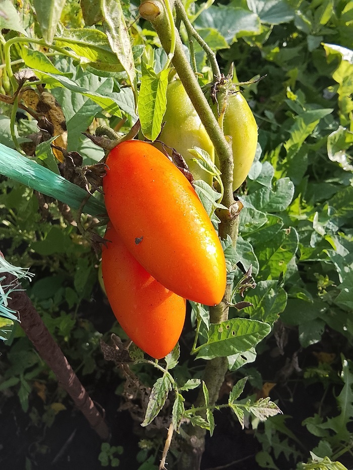 Томат Злольле руно. Фото автора