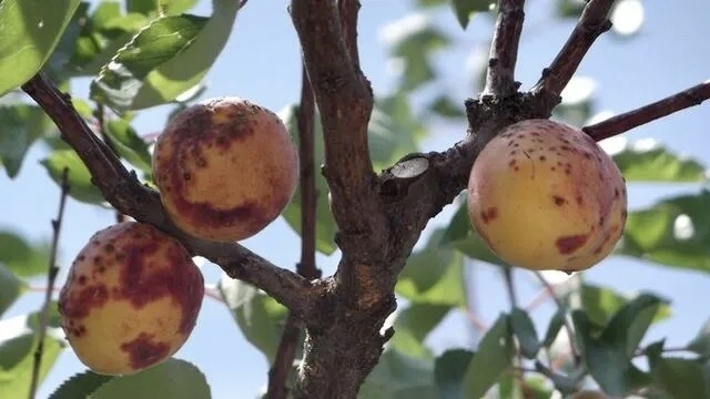 Источник фото: haberturk.com