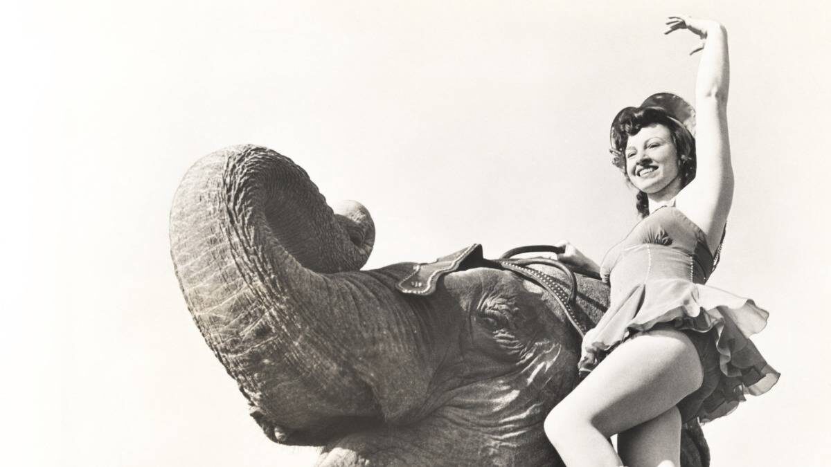    Слоны впервые появились в цирке в конце XIX века, когда представления с животными стали популярными / Фото: Shutterstock