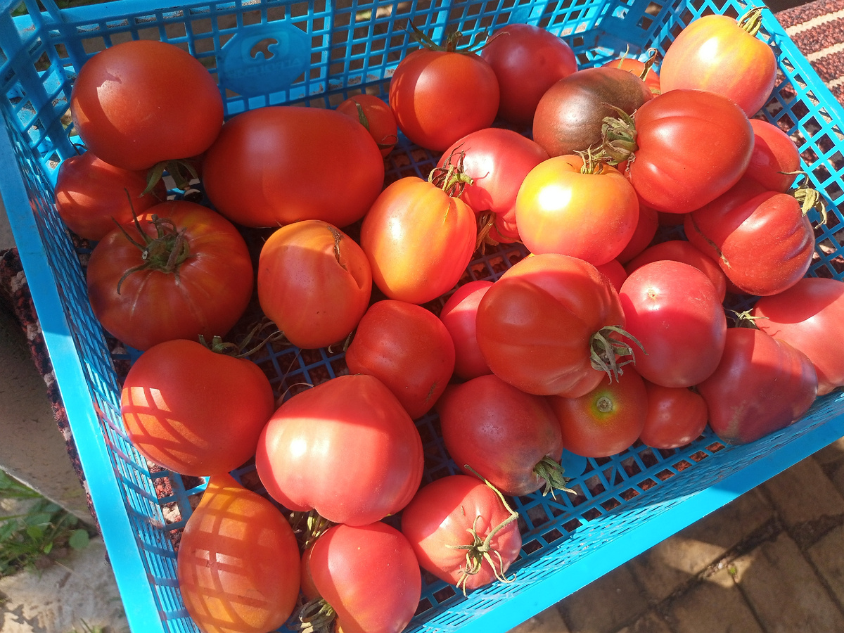 Наши томаты 