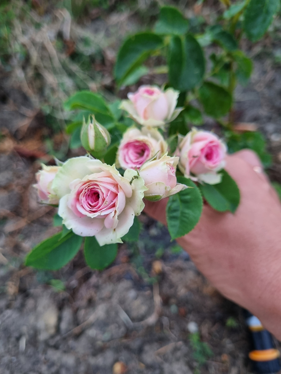 Моя любимая бордюрная