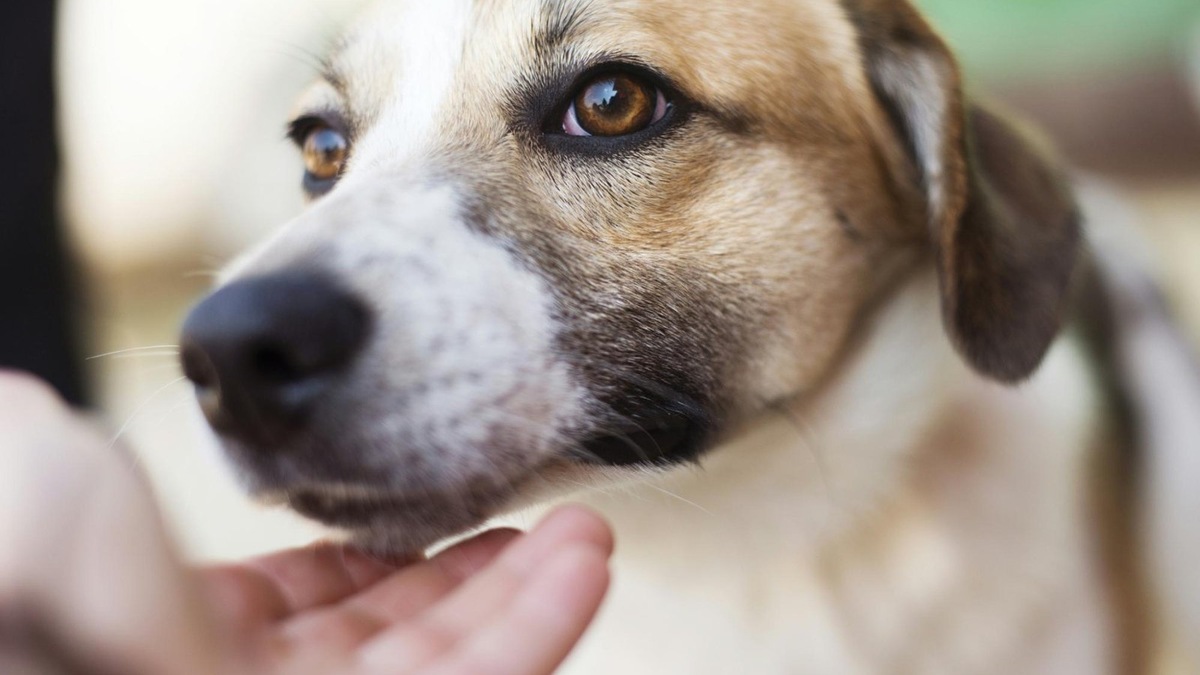    Собака внимательно слушает голос хозяина — признак крепкой связи.