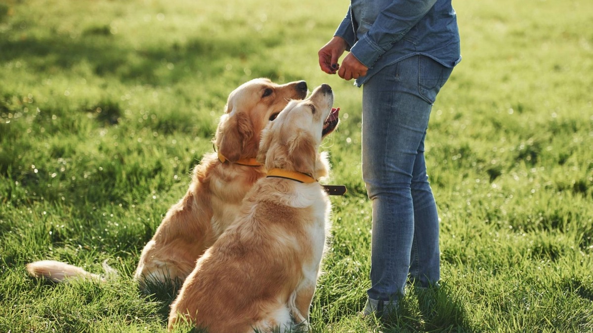    Тренировка трюков превращается в теплое совместное времяпрепровождение.