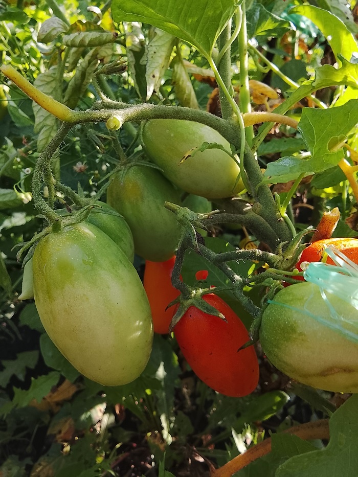 Томат Джек Пот. Фото автора