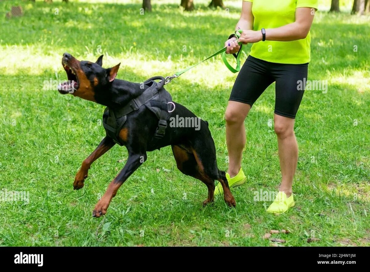 Я теперь не только мышей ловлю!