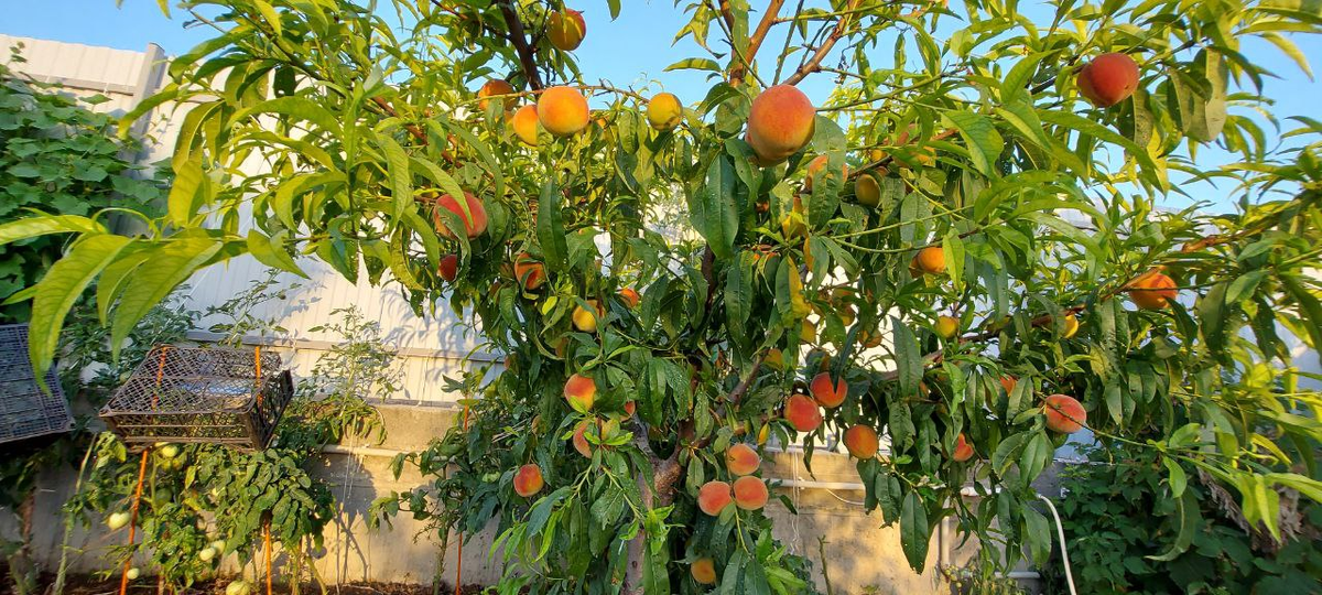 Персик Ред Хэвен.