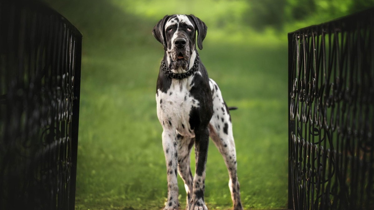    Могучий и грациозный: дог во всей своей величественной красе.