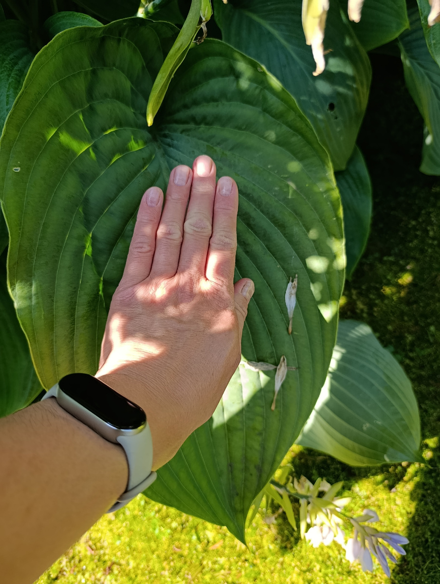 Чтоб вот так. А у меня немаленькая рука