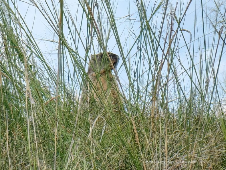 Сурок-байбак