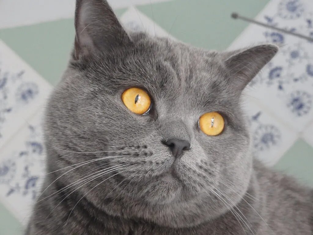 Кот Тимофей