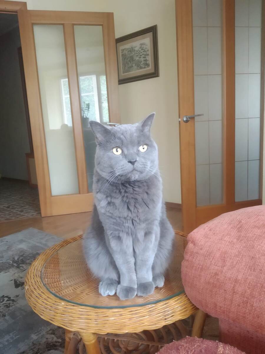 Серая шуба с голубоватым отливом..