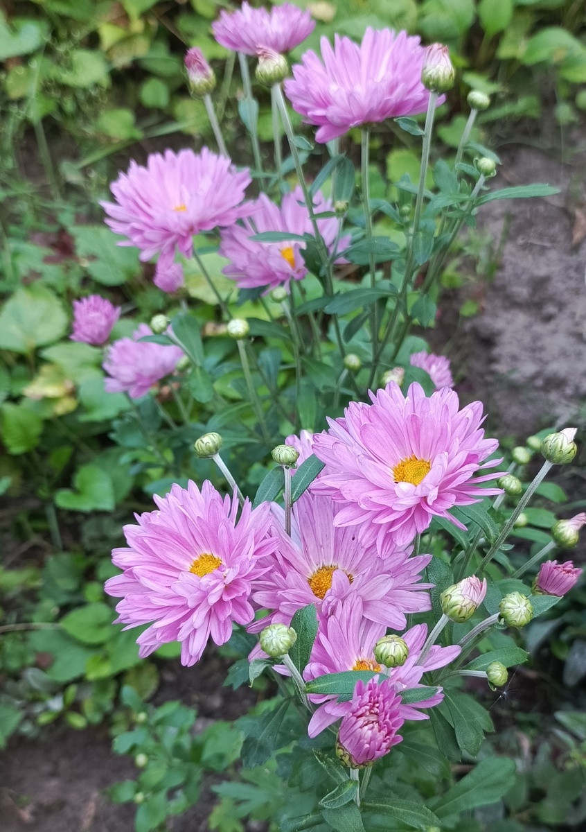 Мои хризантемы