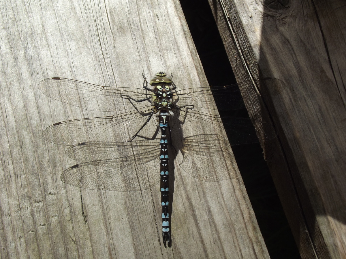 12.07.23, Дибуны