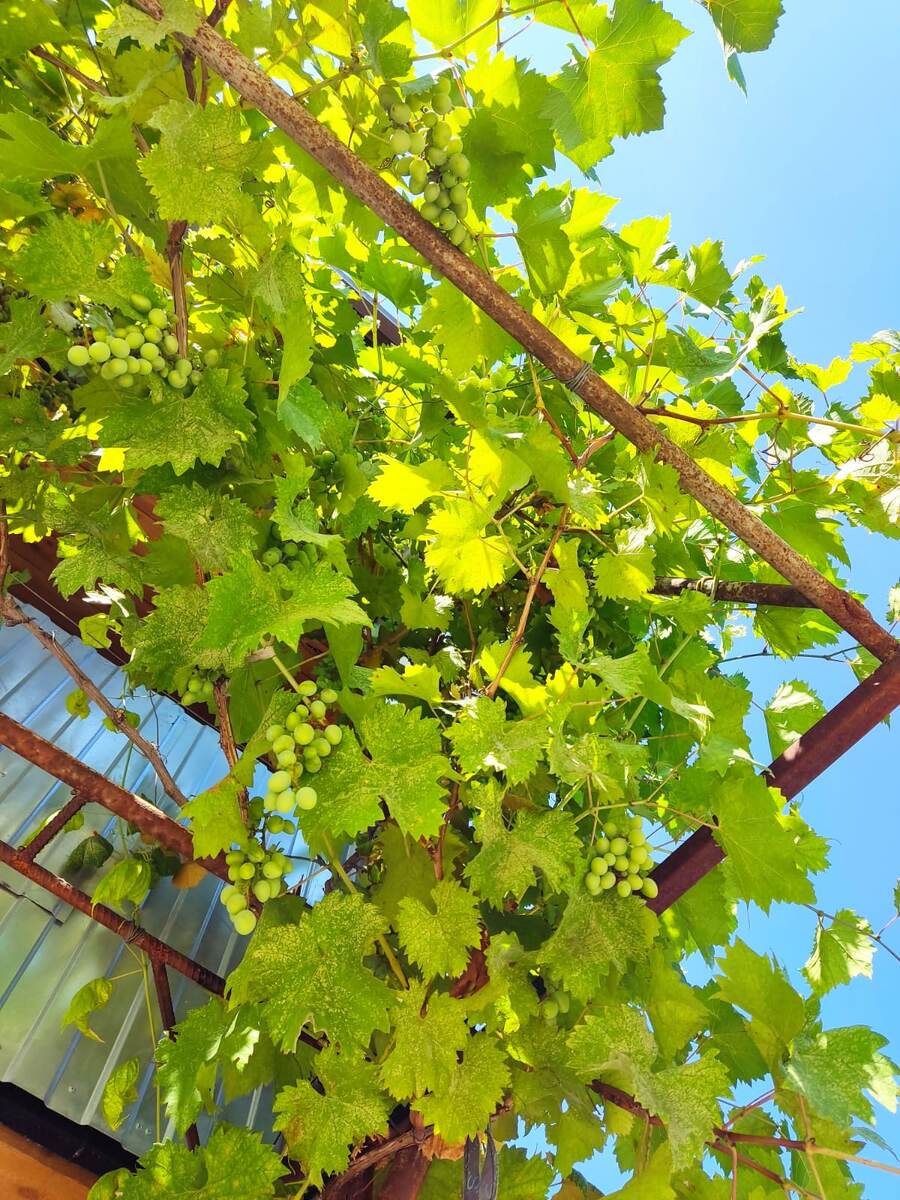Виноград на гараже 