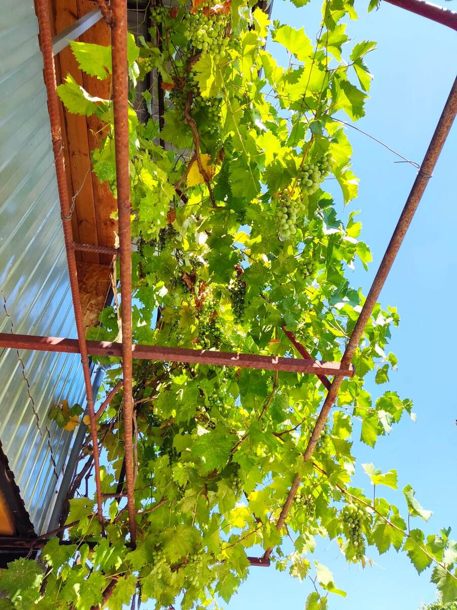 Виноград на гараже