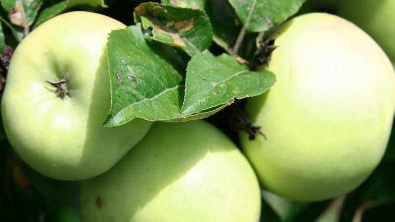 Антоновка обыкновенная - хранится до марта, выдерживает -38°С