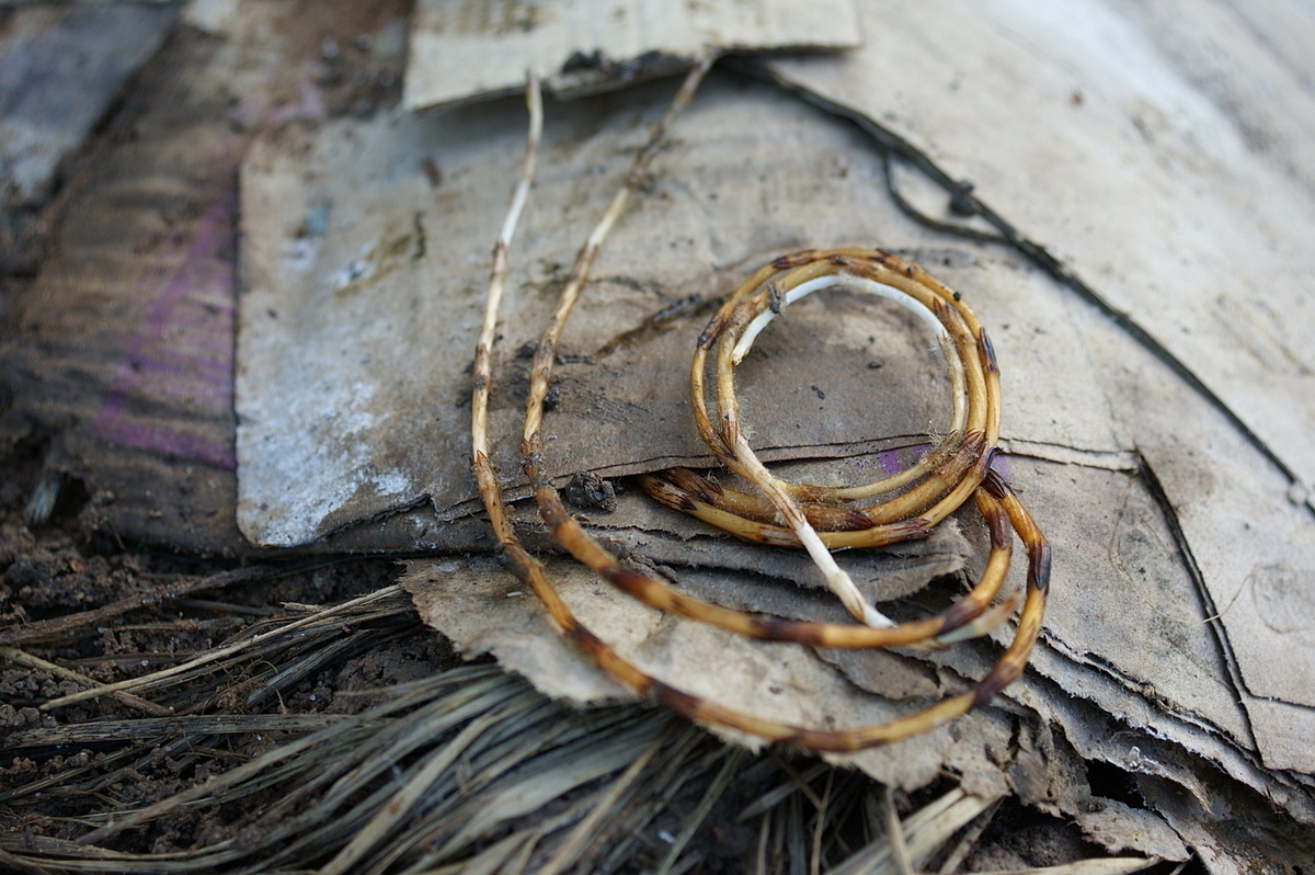 Смотрите, как вьётся хвощ в поисках света. 