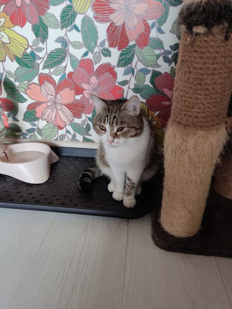 Муся в интерьере