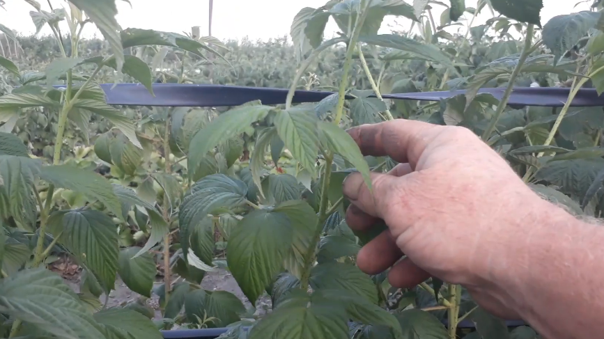 Прищипываю ремонтантную малину в августе дедовским способом от соседа. 5 кг ягод с куста при минимуме ухода