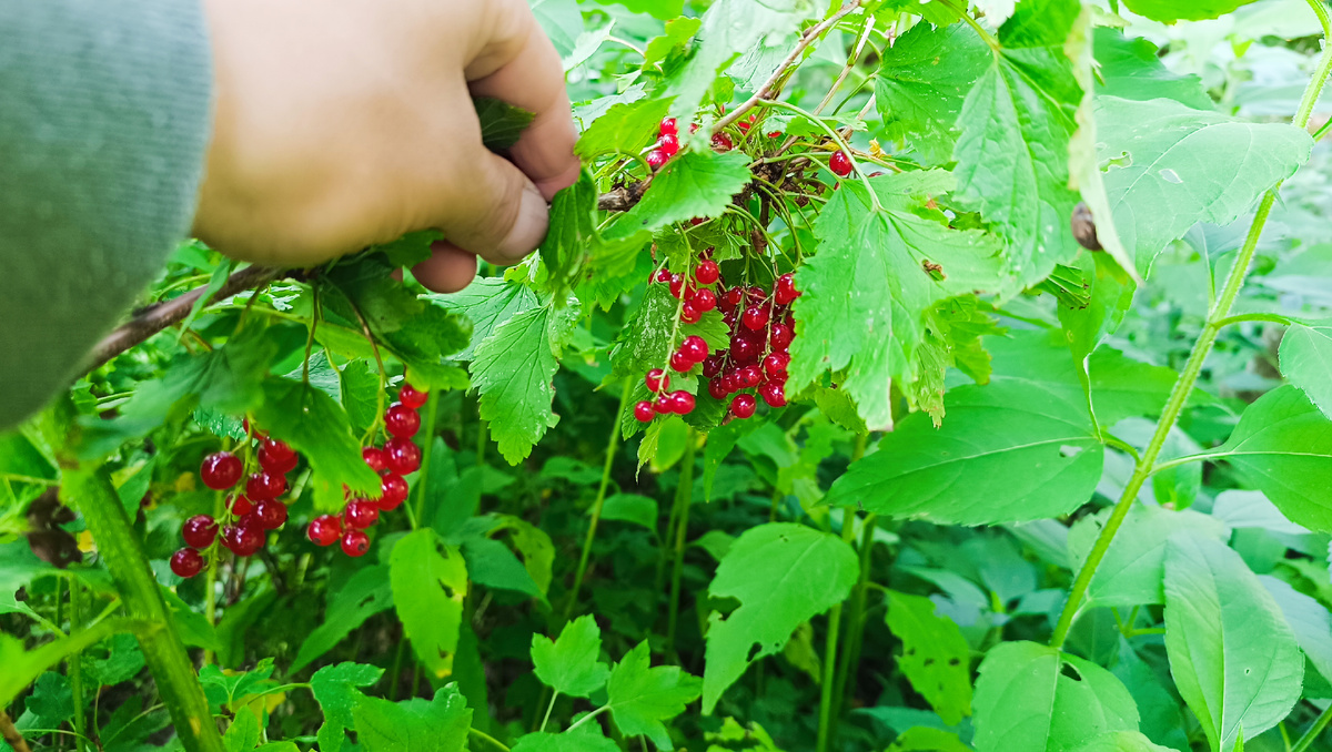 Вот столько ягод в этом году