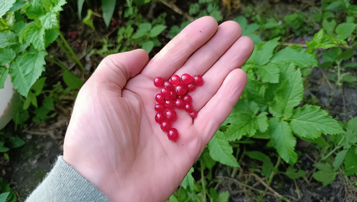 Первый год кусту.