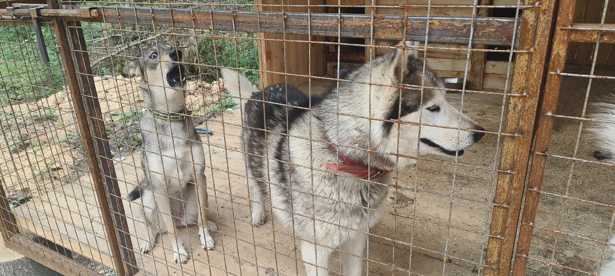 Того и Тайга, за которой, кстати,  хозяин  приехал быстро.