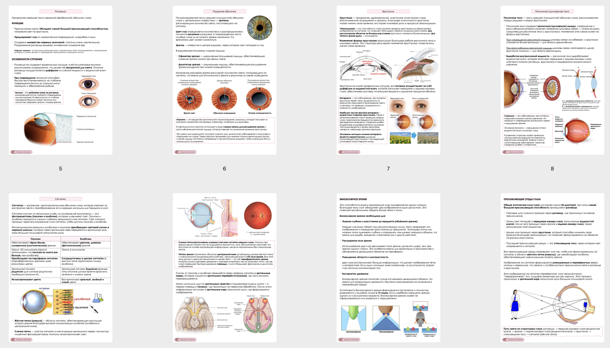 Мои материалы по анатомии