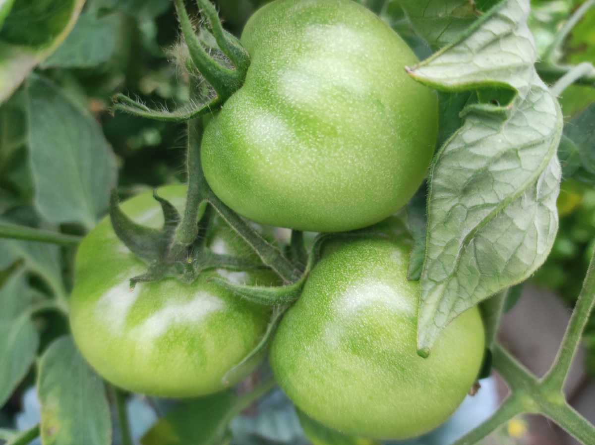 Фото автора, томаты сорта Ляна, конец июля 2025 года