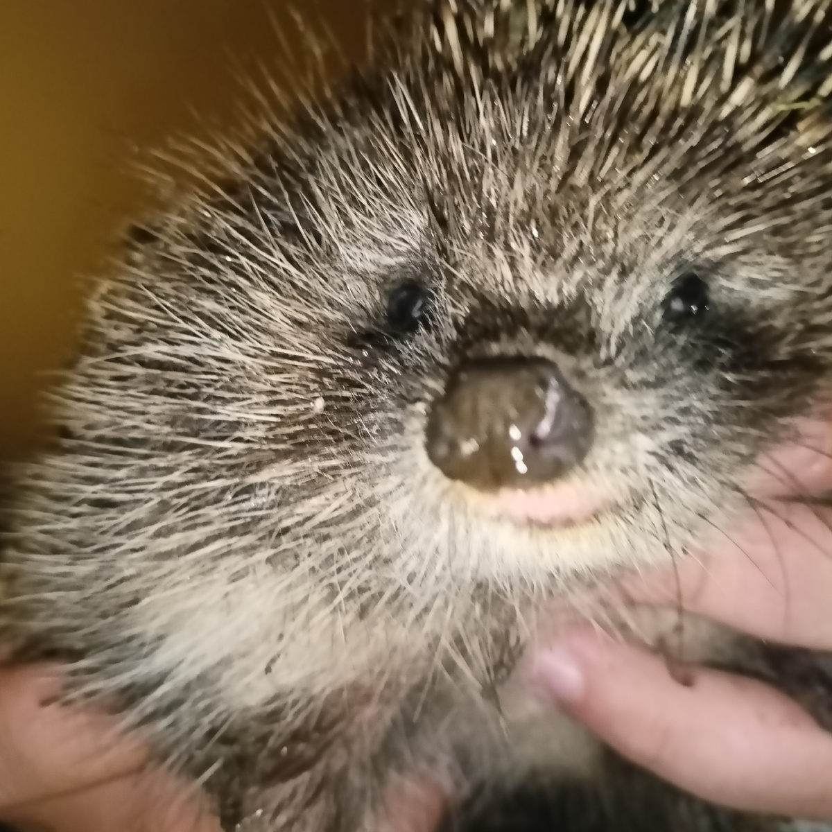 Нос шедевральный! Такая пимпочка!