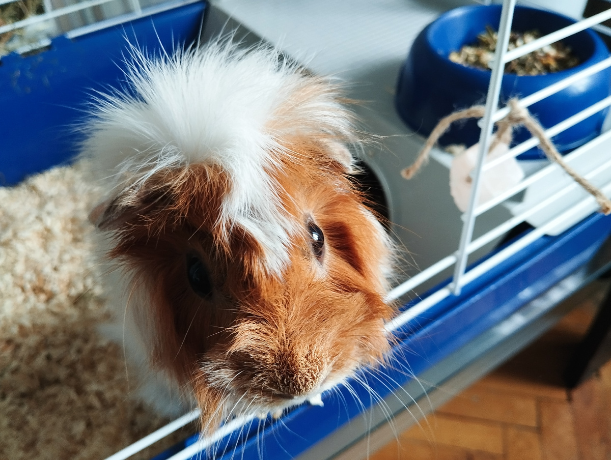 Клавдея Розеткина, она же Гай Клавдиус Розетикус, она же наша любимая рыжая морда. Здесь и далее фото автора и(или) из личного архива автора, если не указано иначе.